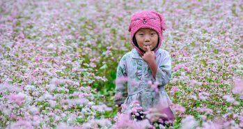 Khám phá 4 mùa đều lộng lẫy sắc hoa trên Cao nguyên đá Hà Giang