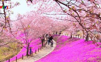 du-lich-nhat-ban-4-ngay-3-dem-mua-hoa-anh-dao-