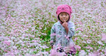 tour-du-lich-ha-noi-ha-giang-3-ngay-2-dem-mua-hoa-tam-giac-mach