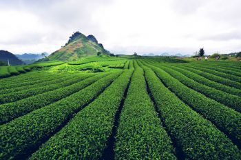 tour-du-lich-ha-noi-mai-chau-moc-chau-3-ngay-2-dem
