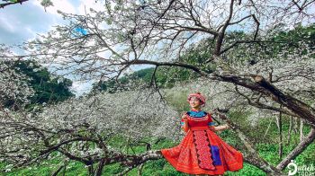 tour-du-lich-ha-noi-moc-chau-2-ngay-1-dem-kham-pha-manh-dat-bon-mua-hoa-no
