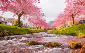 tour-du-lich-nhat-ban-6-ngay-5-dem-ngam-hoa-anh-dao-tokyo-phu-sy-nagoya-kyoto-kobe-osaka