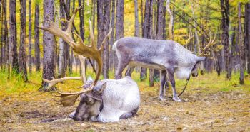 lan-theo-dau-chan-lang-tuan-loc-tsagaan-nuur